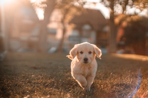 Veterinario en clínica
