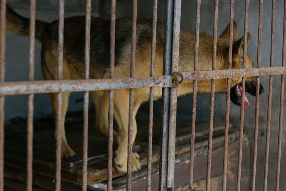 Jaula UCI veterinaria con oxigenoterapia